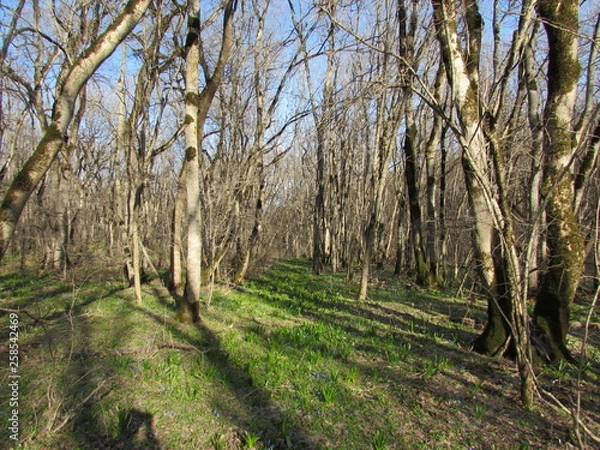 Obraz path in the forest