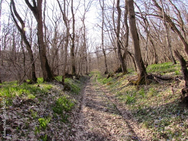 Obraz path in forest