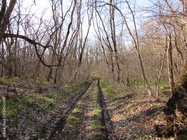 Obraz path in the forest