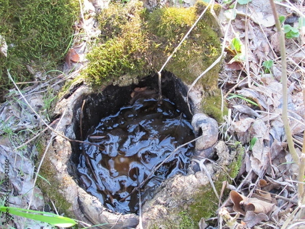 Obraz bird in the park