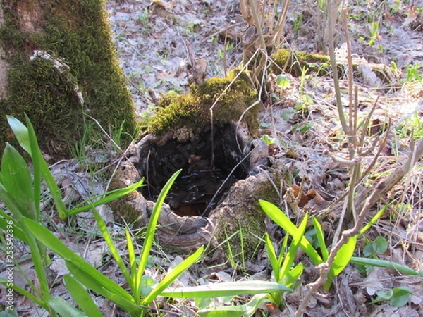 Obraz squirrel in forest