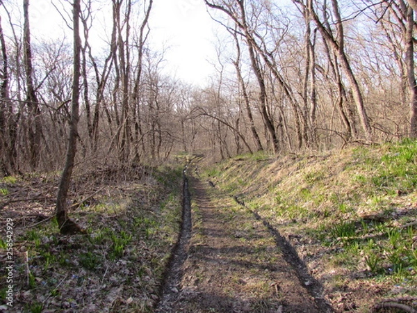 Obraz path in the forest