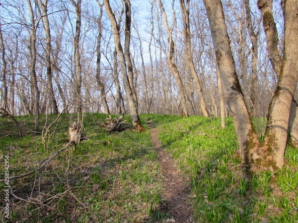 Obraz trees in forest