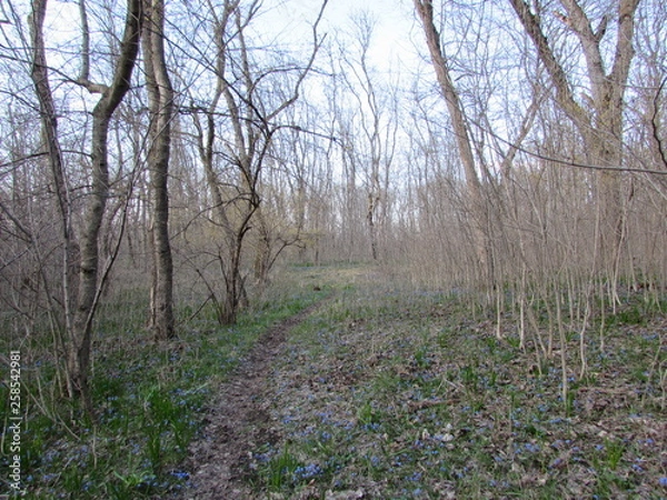 Obraz trees in the forest