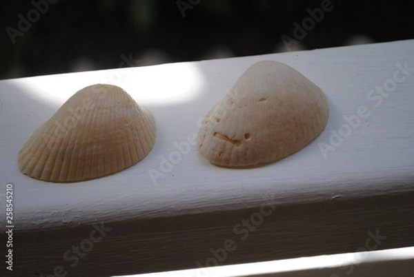 Fototapeta shells