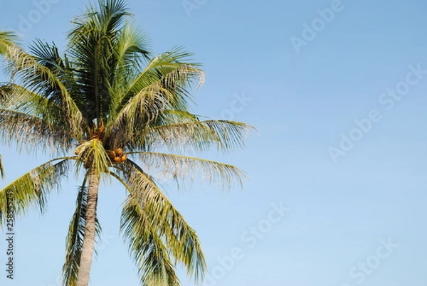 Fototapeta palm tree and blue sky
