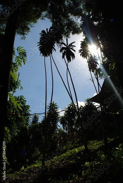 Fototapeta palm trees 
