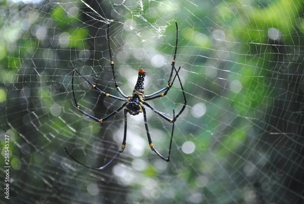 Fototapeta enormous spider on a web