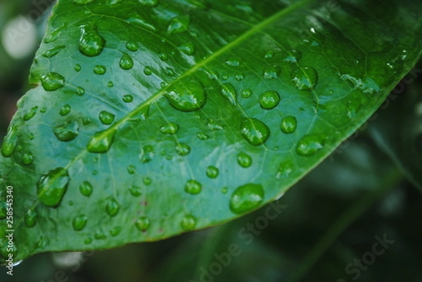 Obraz green leaf with water drops