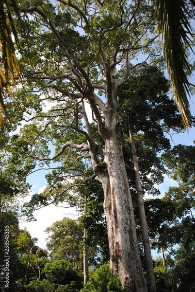 Fototapeta amazing tree in the forest