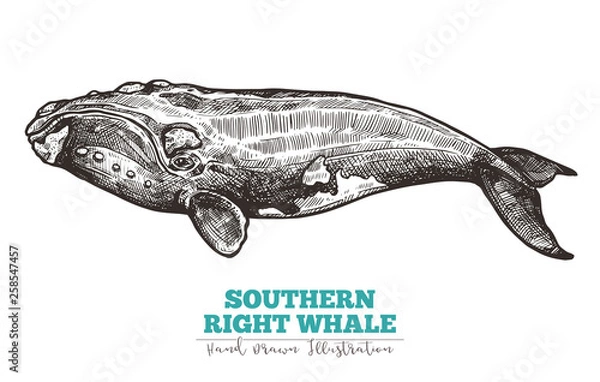 Obraz Hand drawn vector southern right whale. Sketch engraving illustration