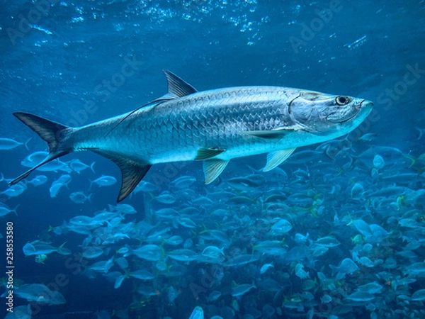 Obraz Atlantic Tarpon
