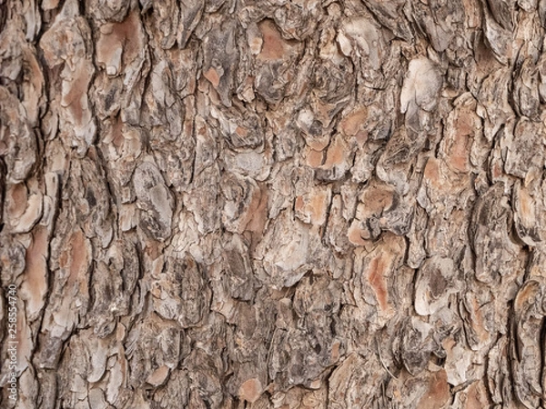 Fototapeta Pine tree bark marcro texture close up