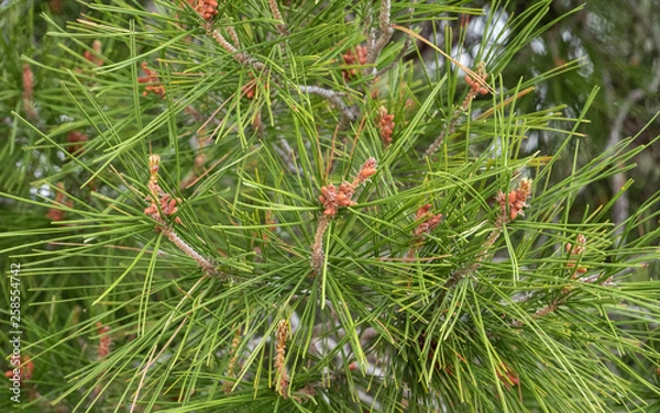 Fototapeta pine needles, pine leafs close up