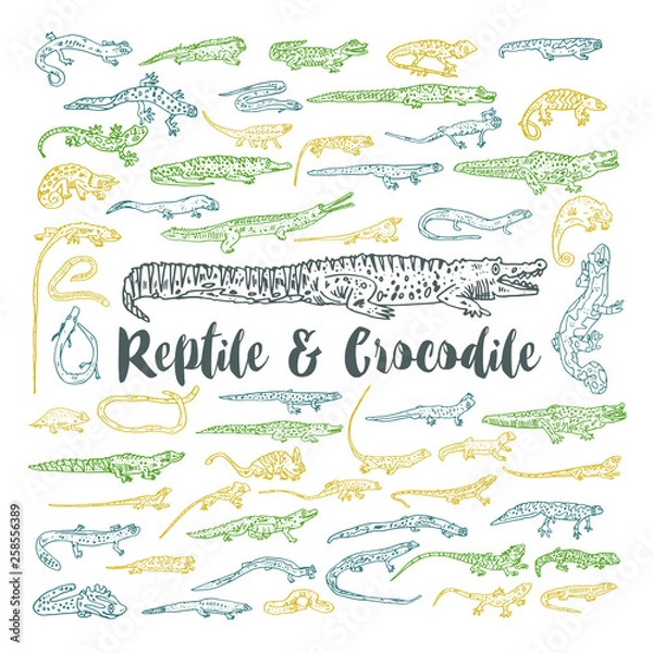 Fototapeta Crocodiles and reptiles