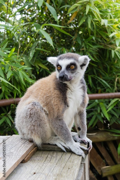 Fototapeta Lemur 9