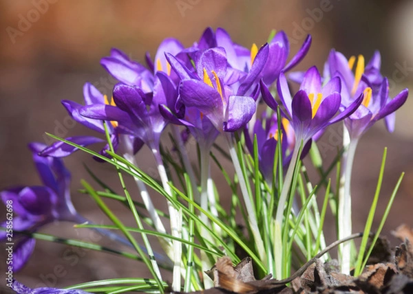 Obraz Purple crocus in spring