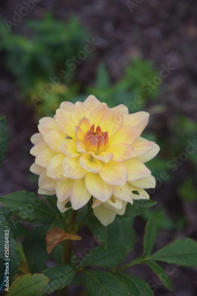 Obraz yellow dahlia in the garden
