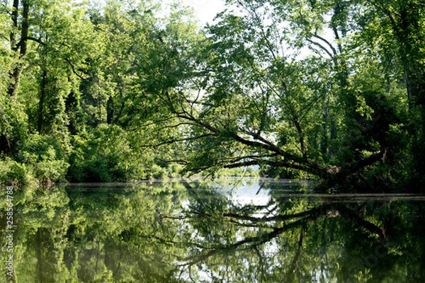 Obraz Trees reflected in water