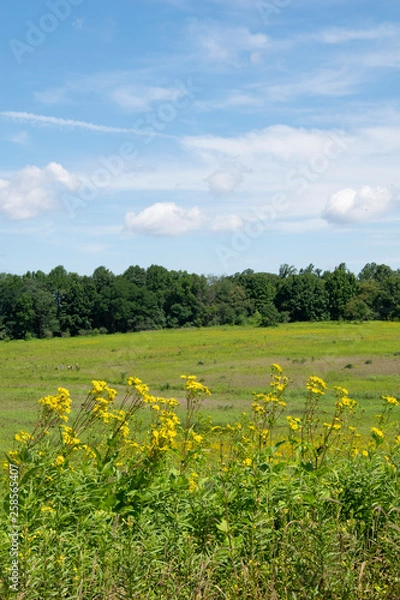 Obraz wildflowers in a field