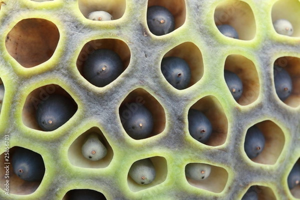 Obraz 蓮花托 (東京・上野不忍池)