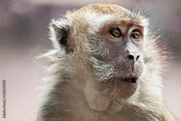 Obraz Monkey, Malaysia