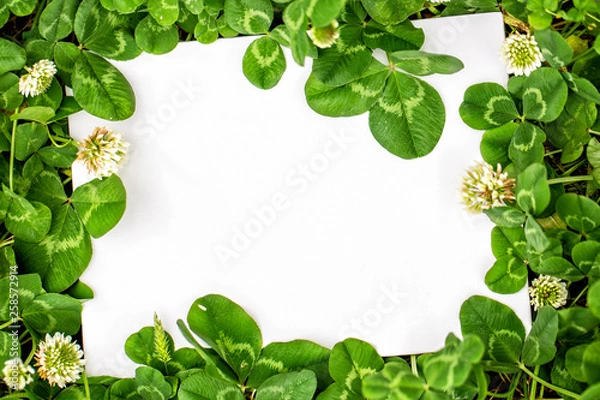 Obraz Blank sign with shamrocks decorations. St. Patrick`s day frame border clover leaves. Natural green background border with fresh three-leaved shamrocks and white background with free space for text. To