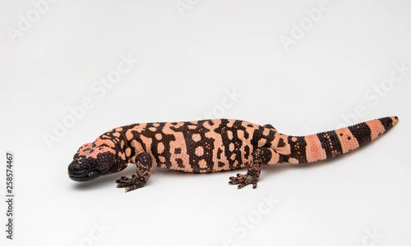 Fototapeta Gila Monster - Heloderma suspectum - on a White Background