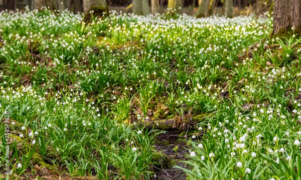 Fototapeta Spring snowflake leucojum in forest with small stream and trees