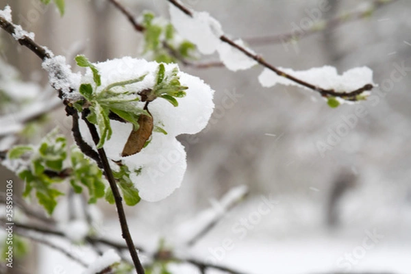 Obraz Snow has fallen sharply in the spring. Broken trees, branches, wiring. Storm, wind, cyclone.