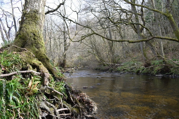 Obraz River in Hamsterley