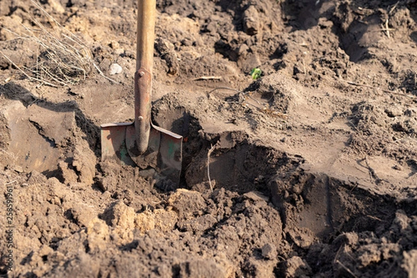 Fototapeta Spade stuck in the ground in a home garden. Garden cleaning works.