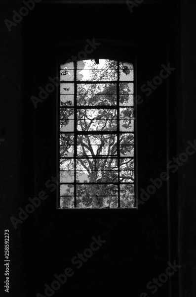 Obraz Tree broken Window