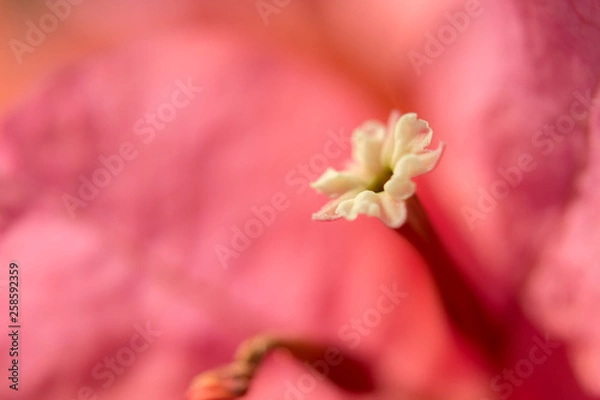 Obraz bougainvillea Close-up flower