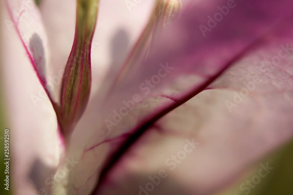 Obraz bougainvillea Petal 2