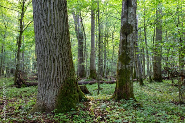Fototapeta Deciduous stand in morning with oak tree