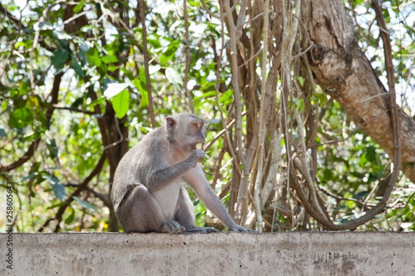 Fototapeta Monkey sitting on the fence eating fruit.