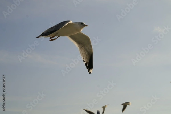 Fototapeta seagull in flight