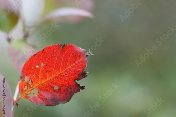 Obraz листок небо