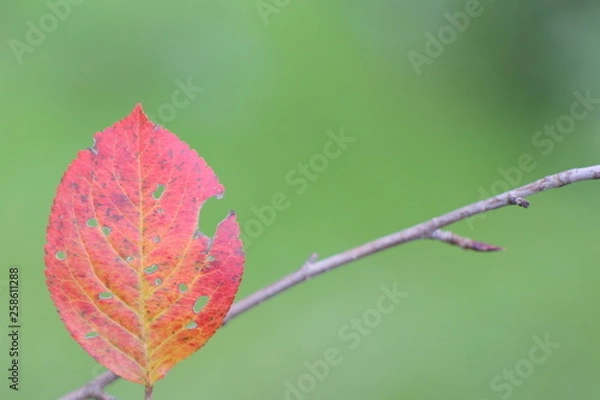 Obraz листок воздух