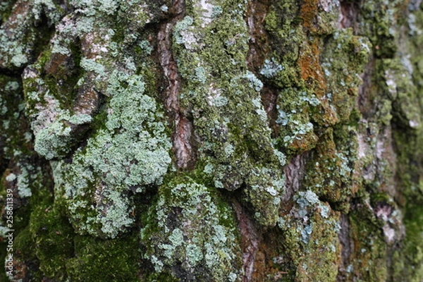 Obraz кора дерева