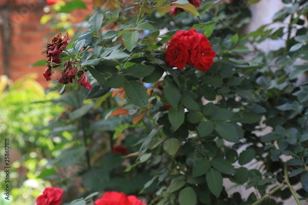Obraz red flowers in the garden