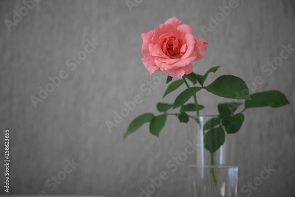 Obraz Pink roses in a vase