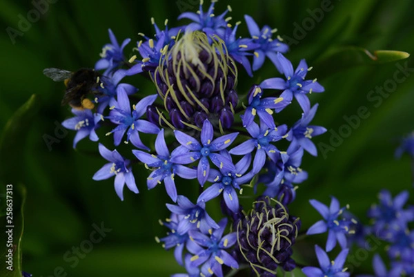 Obraz シラー・ベルビアナ