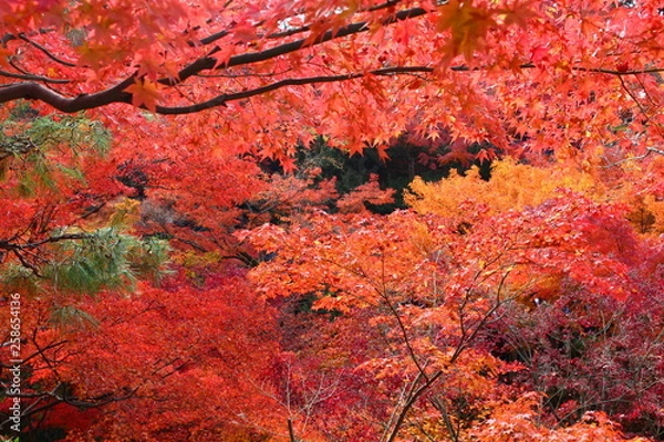 Fototapeta 京都の紅葉
