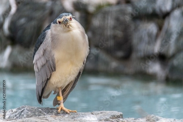 Obraz こちらを見つめるサギ