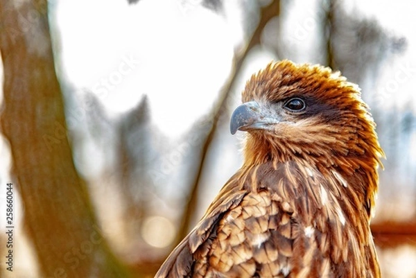 Obraz 獲物を狙う目をしたトンビ