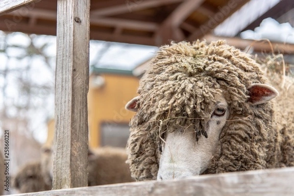 Fototapeta ヒツジはこちらを見ているようだ