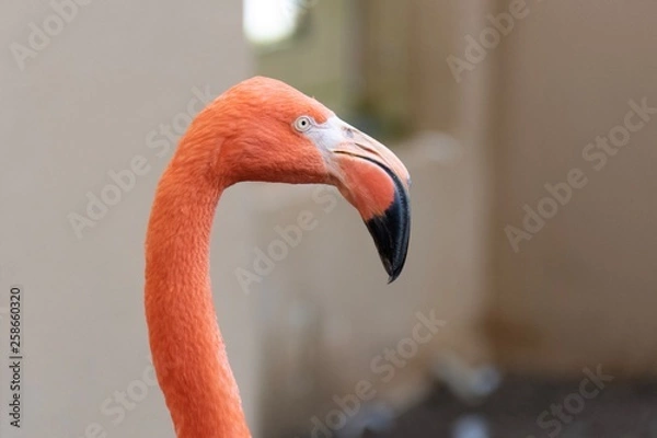 Obraz 意外と目つきの鋭いフラミンゴ