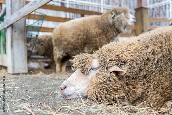 Obraz 寝ているヒツジ